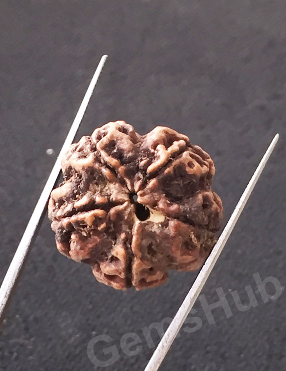 5 Mukhi Natural Certified Rudraksha Size- 21.4 mm Premium